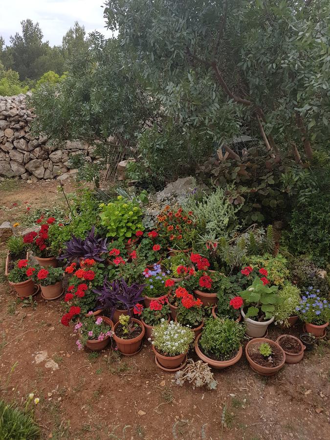 Apartment Luma 1 Hvar Town