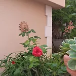 Apartments Jani