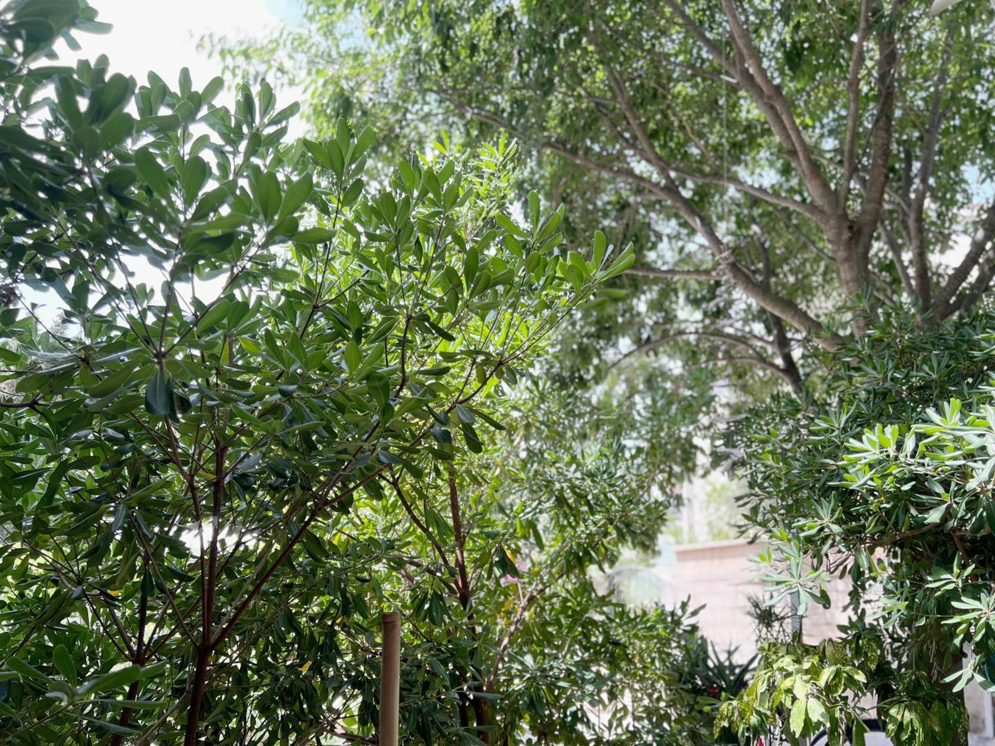 Tai - Spacious And Comfy With Private Terrace Guest house *