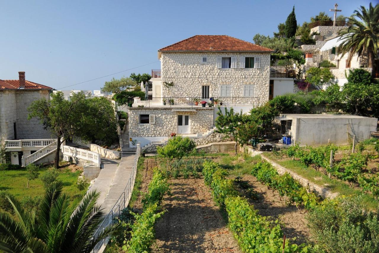 Olive Tree * Hvar Town